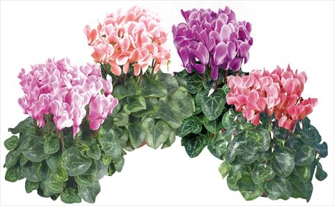 Photos von Blumenvarianten benutzt als: Topf und Beet Cyclamen persicum midi Super Serie®s Macro Pastel F1 fiammato mix imp