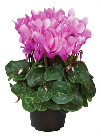 Photos von Blumenvarianten benutzt als: Topf und Beet Cyclamen persicum midi Super Serie®s Macro Pastel F1 Lilla