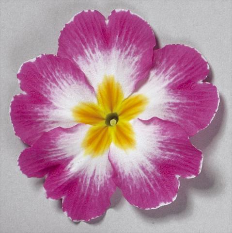 Photos von Blumenvarianten benutzt als: Topf und Beet Primula acaulis, veris, vulgaris Danova Bicolour Rose White
