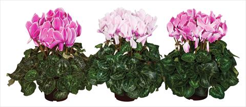 Photos von Blumenvarianten benutzt als: Ampel/Topf Cyclamen persicum Super Serie®s Mammoth F1 Flamed Mix