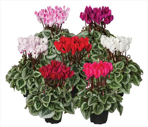 Photos von Blumenvarianten benutzt als: Topf Cyclamen persicum mini Super Serie®s Picasso Veranda sel mix