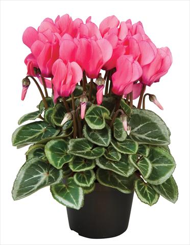 Photos von Blumenvarianten benutzt als: Ampel/Topf Cyclamen persicum Super Serie® Da Vinci® F1 Dark Salmon Pink