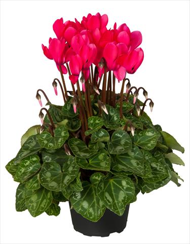 Photos von Blumenvarianten benutzt als: Ampel/Topf Cyclamen persicum Super Serie® Mini Winter™ F1 Deep Neon Pink