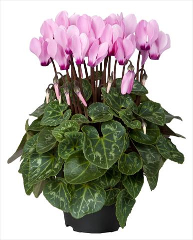 Photos von Blumenvarianten benutzt als: Ampel/Topf Cyclamen persicum Super Serie® Mini Winter™ F1 Pink with Eye