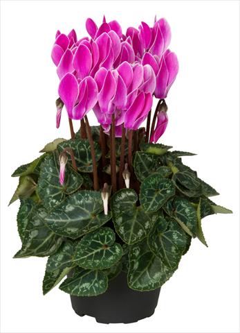 Photos von Blumenvarianten benutzt als: Ampel/Topf Cyclamen persicum Super Serie® Verano® F1 Violet Flamed