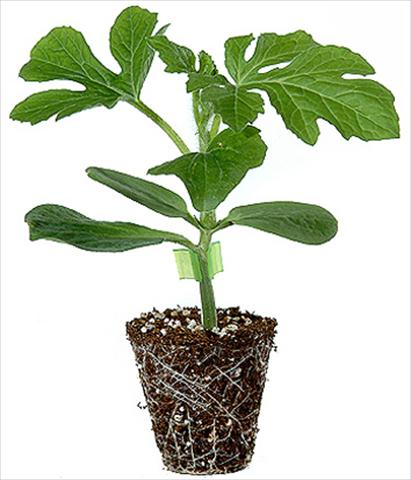 Photos von Blumenvarianten benutzt als: Beet- / Rabattenpflanze Citrullus lanatus (anguria) Anguria 5571