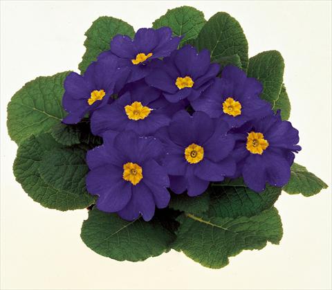 Photos von Blumenvarianten benutzt als: Topf und Beet Primula acaulis, veris, vulgaris Danova Blue