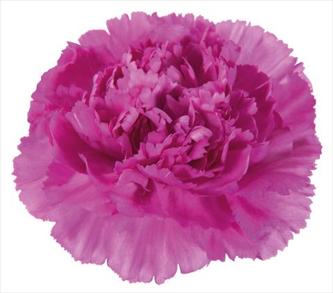 Photos von Blumenvarianten benutzt als: Schnittblume Dianthus caryophyllus Vogue
