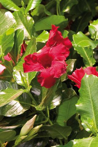 Photos von Blumenvarianten benutzt als: Terrasse, Topf Dipladenia (Mandevilla) Diamantina Colibri Red Velvet