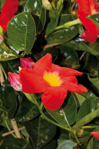 Photos von Blumenvarianten benutzt als: Terrasse, Topf Dipladenia (Mandevilla) Diamantina Robin Red with Yellow eye 502