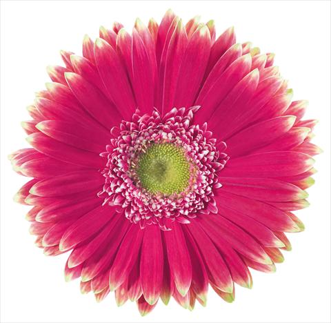 Photos von Blumenvarianten benutzt als: Schnittblume Gerbera jamesonii Morelia