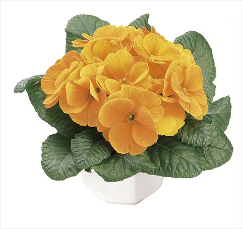 Photos von Blumenvarianten benutzt als: Topf und Beet Primula acaulis, veris, vulgaris Danova Orange Yellow