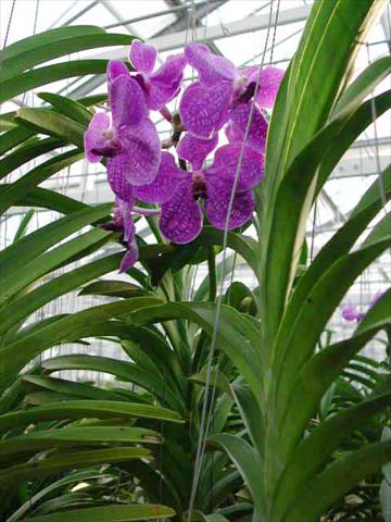 Photos von Blumenvarianten benutzt als: Topf Phalaenopsis Vanda