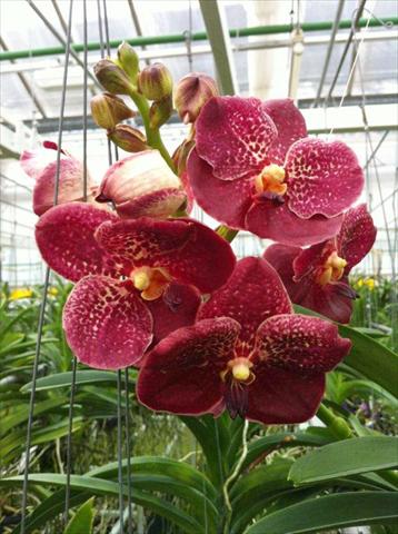 Photos von Blumenvarianten benutzt als: Topf Phalaenopsis Vanda