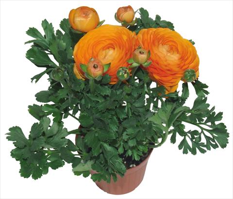 Photos von Blumenvarianten benutzt als: Topf und Beet Ranunculus asiaticus Millepetali® Arancio