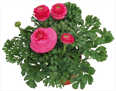 Photos von Blumenvarianten benutzt als: Topf und Beet Ranunculus asiaticus Millepetali® Rosa