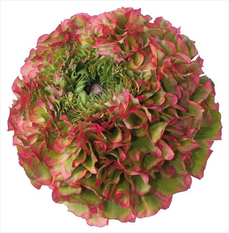 Photos von Blumenvarianten benutzt als:  Ranunculus asiaticus Pon-Pon® Flora