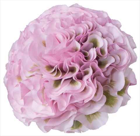 Photos von Blumenvarianten benutzt als:  Ranunculus asiaticus Pon-Pon® Mignon