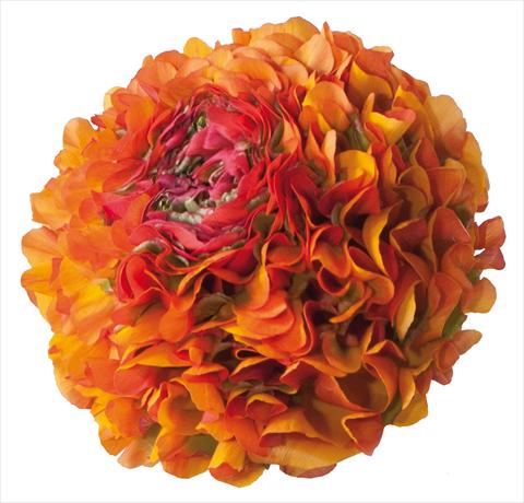 Photos von Blumenvarianten benutzt als:  Ranunculus asiaticus Pon-Pon® Trilly