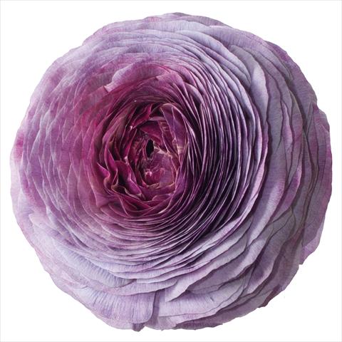 Photos von Blumenvarianten benutzt als:  Ranunculus asiaticus Success® Magic