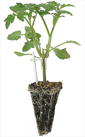 Photos von Blumenvarianten benutzt als: Topf, Beet, Terrasse Solanum lycopersicum (pomodoro) Pomodoro 1736