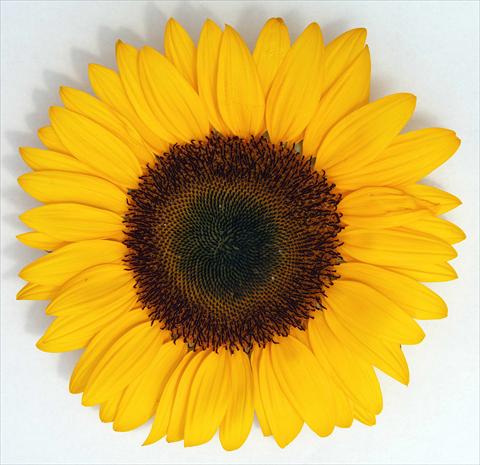 Photos von Blumenvarianten benutzt als: Schnittblume Helianthus annuus Bingo