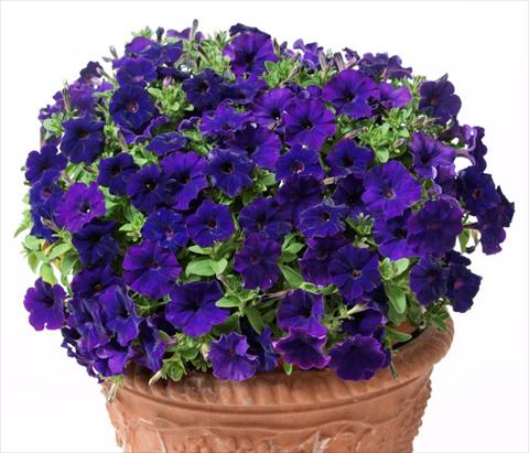 Photos von Blumenvarianten benutzt als: Topf, Beet, Terrasse, Ampel Petunia multiflora Baby Gioconda Blue