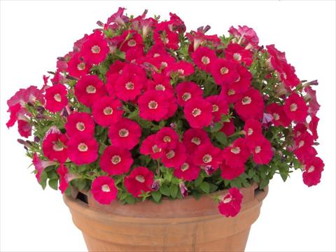 Photos von Blumenvarianten benutzt als: Topf, Beet, Terrasse, Ampel Petunia multiflora Baby Gioconda Deep Rose