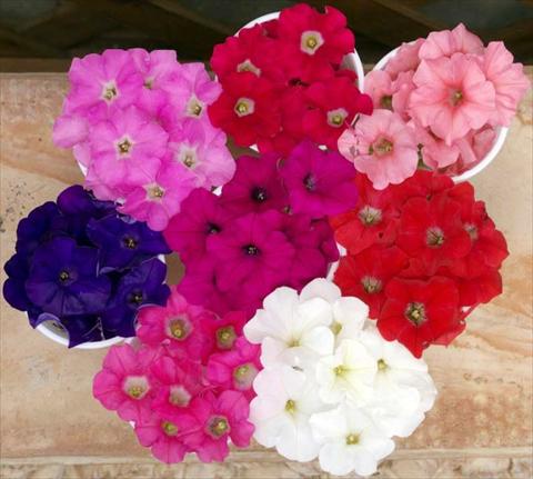 Photos von Blumenvarianten benutzt als: Topf, Beet, Terrasse, Ampel Petunia multiflora Baby Gioconda Mixed