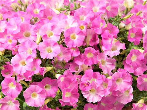 Photos von Blumenvarianten benutzt als: Topf, Beet, Terrasse, Ampel Petunia multiflora Baby Gioconda Pale Rose