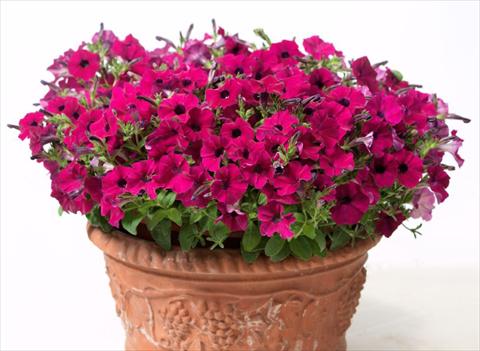 Photos von Blumenvarianten benutzt als: Topf, Beet, Terrasse, Ampel Petunia multiflora Baby Gioconda Purple