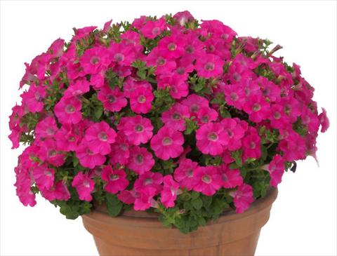 Photos von Blumenvarianten benutzt als: Topf, Beet, Terrasse, Ampel Petunia multiflora Baby Gioconda Rose