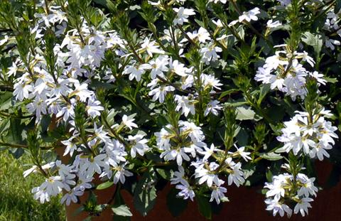 Photos von Blumenvarianten benutzt als: Beet, Topf oder Ampel Scaevola aemula White Fan