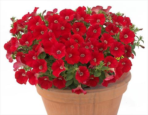 Photos von Blumenvarianten benutzt als: Topf, Beet, Terrasse, Ampel Petunia multiflora Baby Gioconda Scarlet