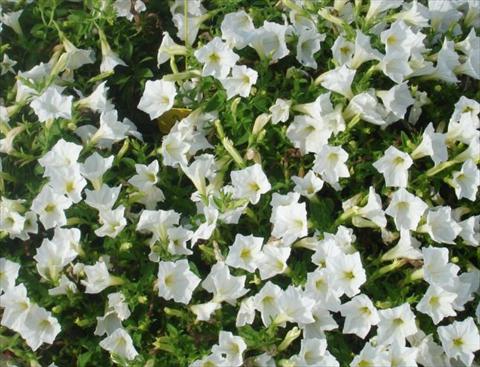 Photos von Blumenvarianten benutzt als: Topf, Beet, Terrasse, Ampel Petunia multiflora Baby Gioconda White