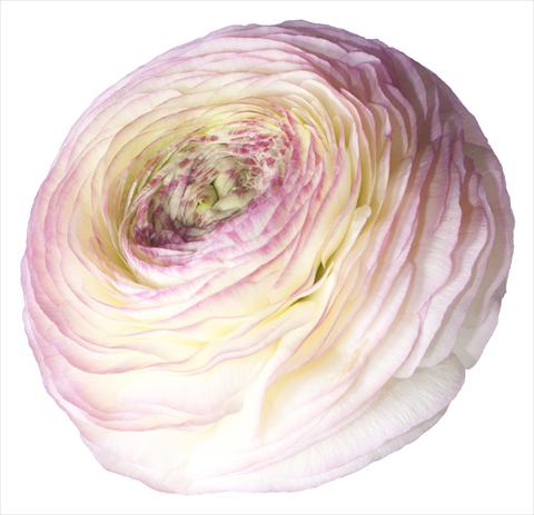 Photos von Blumenvarianten benutzt als:  Ranunculus asiaticus Success® Felicidade