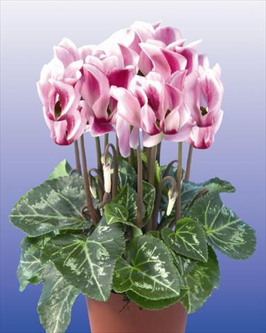 Photos von Blumenvarianten benutzt als: Topf und Beet Cyclamen persicum mini Super Serie Compact Spotted