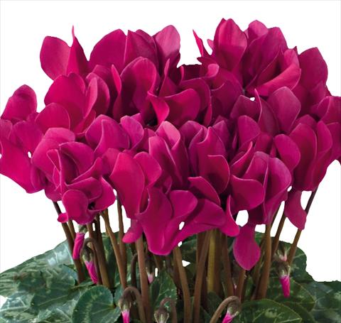 Photos von Blumenvarianten benutzt als: Topf und Beet Cyclamen persicum midi Tianis® F1 Magenta