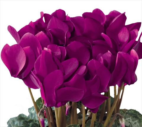 Photos von Blumenvarianten benutzt als: Topf und Beet Cyclamen persicum midi Tianis® F1 Violet Foncé