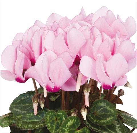 Photos von Blumenvarianten benutzt als: Topf Cyclamen persicum mini Super Serie®s Compact F1 Pink with eye