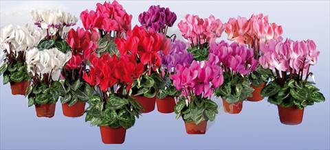 Photos von Blumenvarianten benutzt als: Topf Cyclamen persicum mini Super Serie®s Micro F1