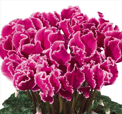 Photos von Blumenvarianten benutzt als: Ampel/Topf Cyclamen persicum Halios® F1 Curly® Magenta Lisere