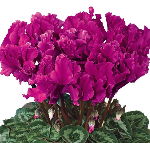 Photos von Blumenvarianten benutzt als: Ampel/Topf Cyclamen persicum Halios® F1 Curly® Violet Foncé