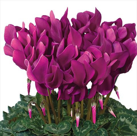 Photos von Blumenvarianten benutzt als: Ampel/Topf Cyclamen persicum Latinia® F1 Violet