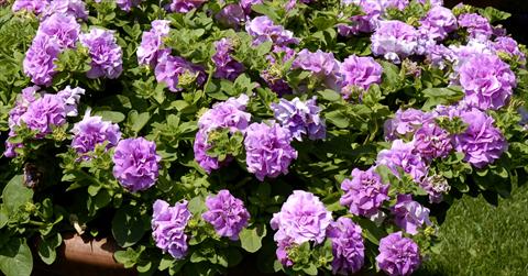 Photos von Blumenvarianten benutzt als: Ampel/Topf Petunia pendula Surfinia® Double Lilac