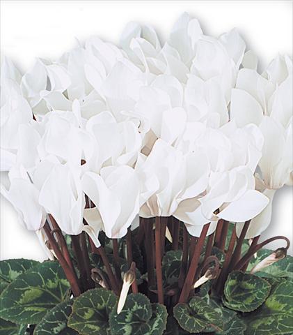 Photos von Blumenvarianten benutzt als: Ampel/Topf Cyclamen persicum Premium F1 Blanc Pur Compact