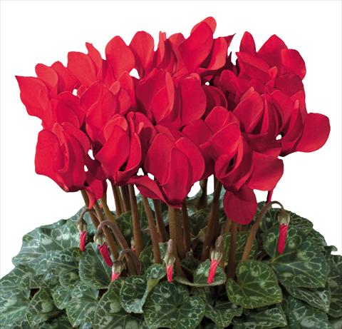 Photos von Blumenvarianten benutzt als: Ampel/Topf Cyclamen persicum Premium F1 Rouge Vif evolution exp