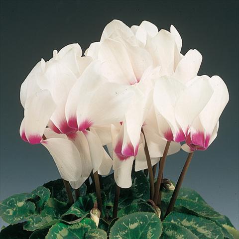 Photos von Blumenvarianten benutzt als: Ampel/Topf Cyclamen persicum Rainier™ F1 White with eye