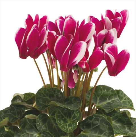 Photos von Blumenvarianten benutzt als: Ampel/Topf Cyclamen persicum Snowridge F1 Purple