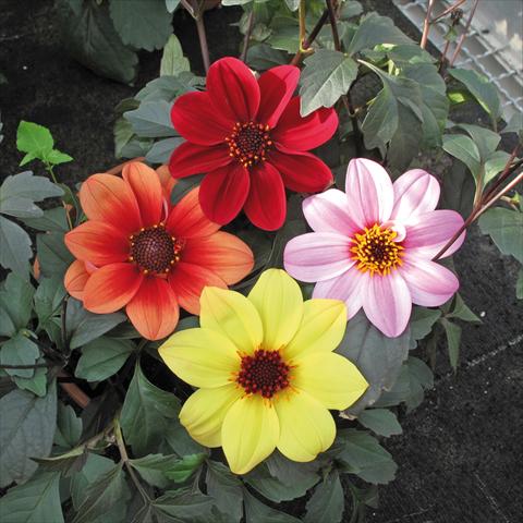 Photos von Blumenvarianten benutzt als: Topf und Beet Dahlia Patio foglia scura